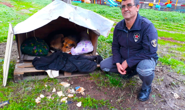 Anne köpek Tarçın’a özel güvenlikler sahip çıktı